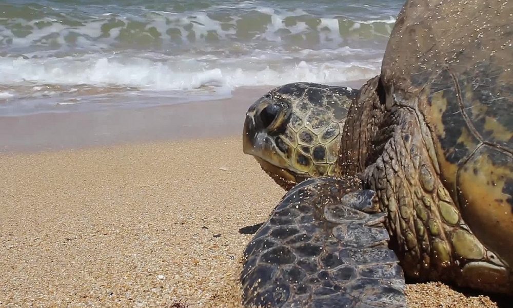 Video De Una Tortuga Marina Poniendo Huevos En Santa Marianita Manab