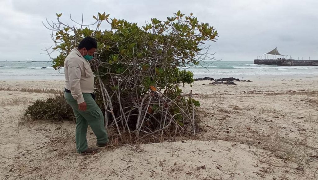 Lo Que Se Sabe Sobre La Tala De Manglares En La Isla Isabela En Gal Pagos