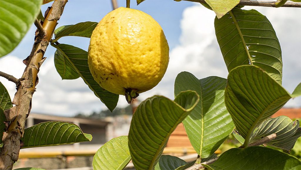 Conoce Todos Los Beneficios De La Guayaba Y Sus Hojas