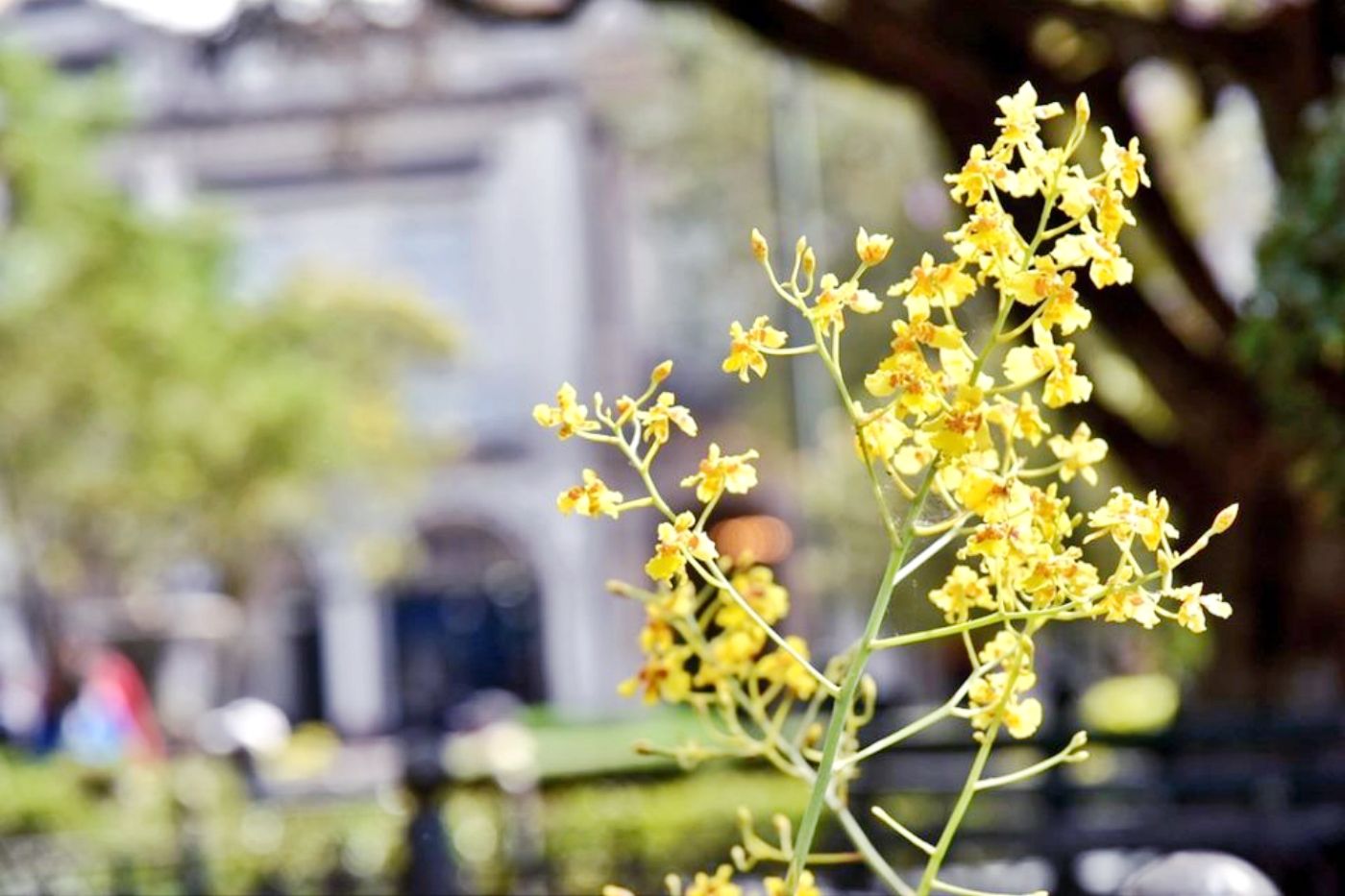 Exposición de Orquídeas se extiende hasta el martes en Quito - Qué Noticias