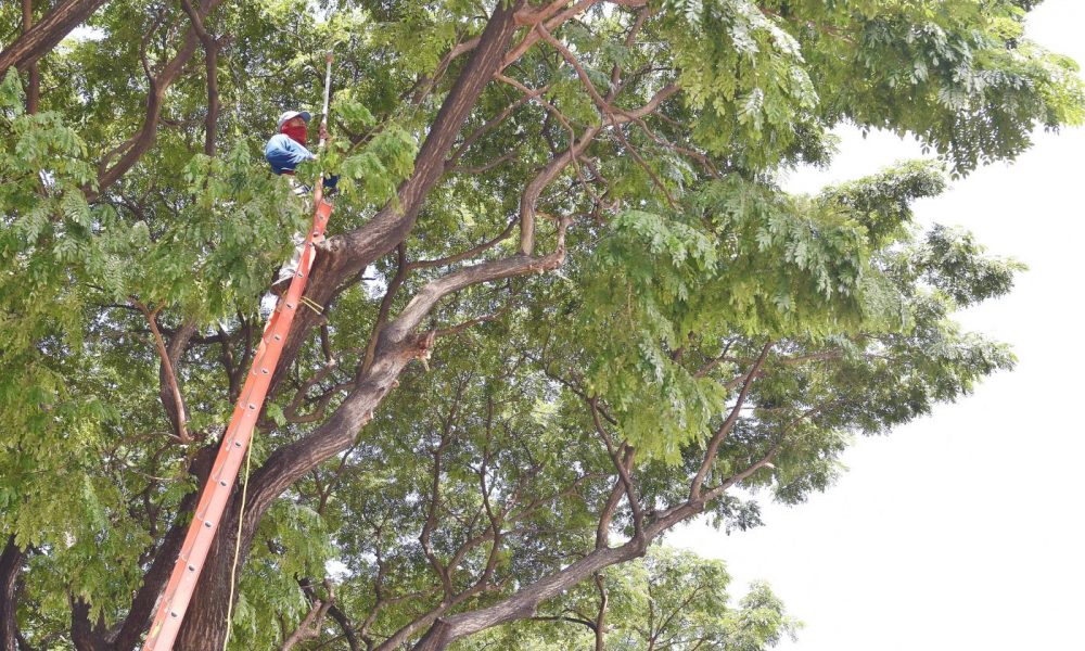 Cabildo porteño realiza poda en la Alborada VI bajo normativa vigente - Qué  Noticias