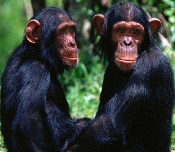 Chimpancés