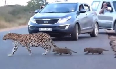Mamá leoparda