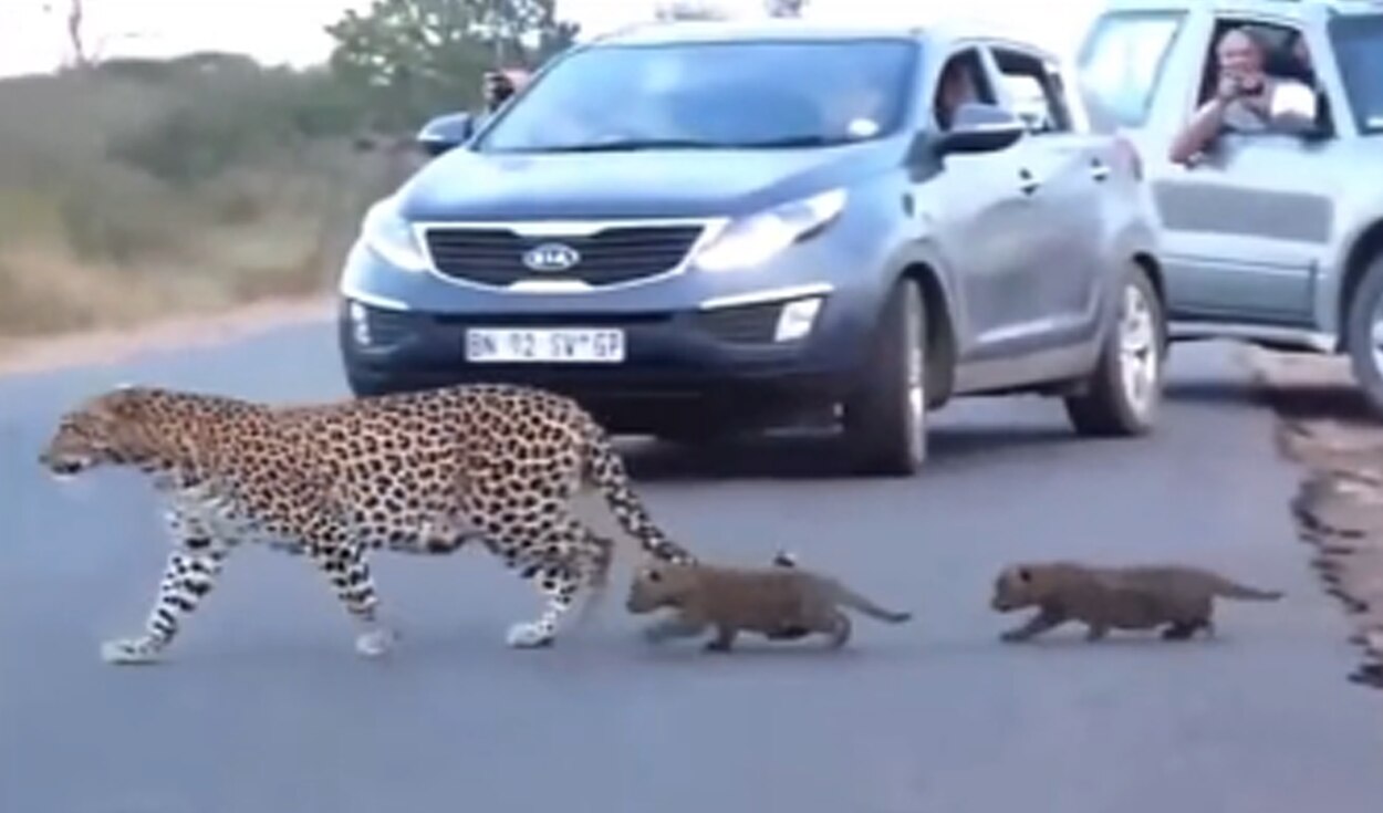 Mamá leoparda