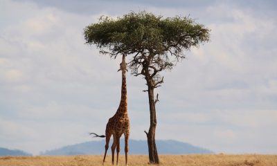 jirafa África