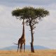 jirafa África