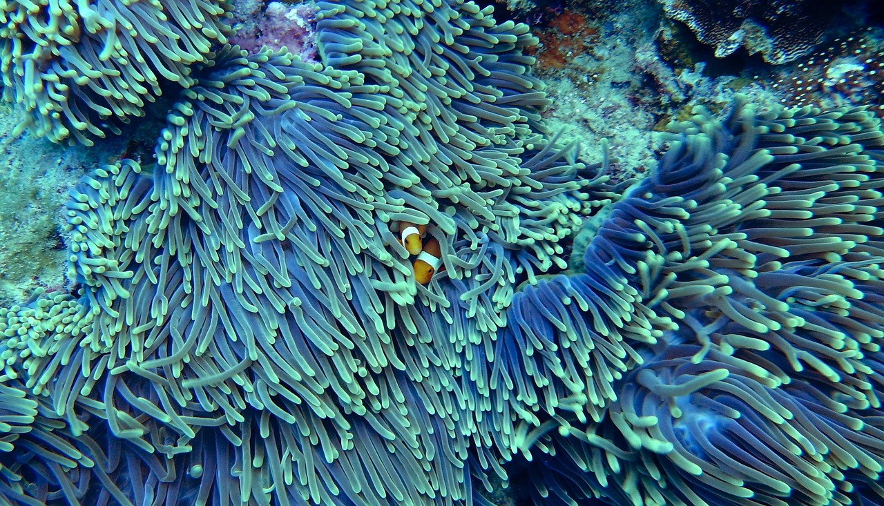 corales fotosíntesis
