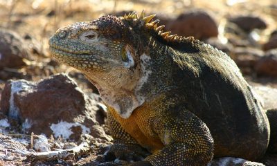 Iguanas galápagos