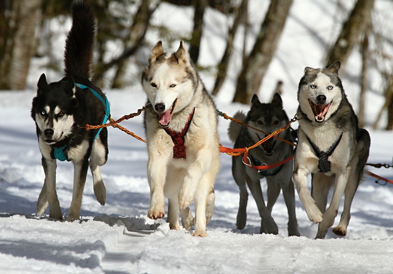 perros azules