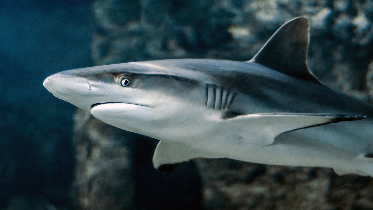 Baby Shark Indonesia