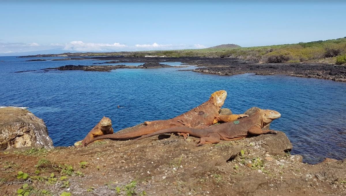 iguanas de Galápagos