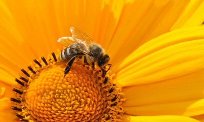 abejas Día de la Tierra