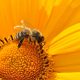 abejas Día de la Tierra