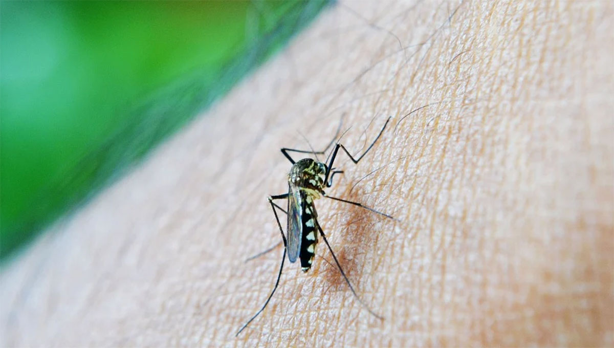 Síntomas del dengue en adultos