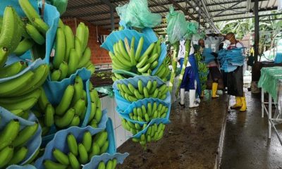cultivos de bananos