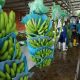 cultivos de bananos