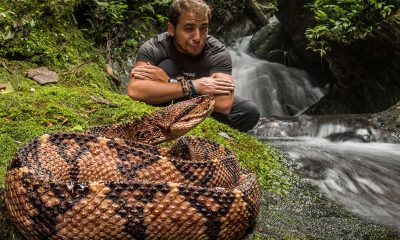anfibios y reptiles de Ecuador