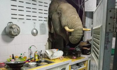 elefante en Tailandia