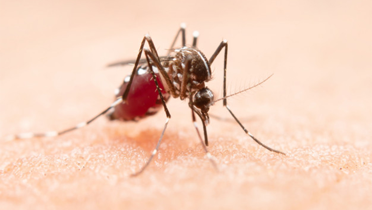 Cuáles son los síntomas del dengue clásico y el hemorrágico?