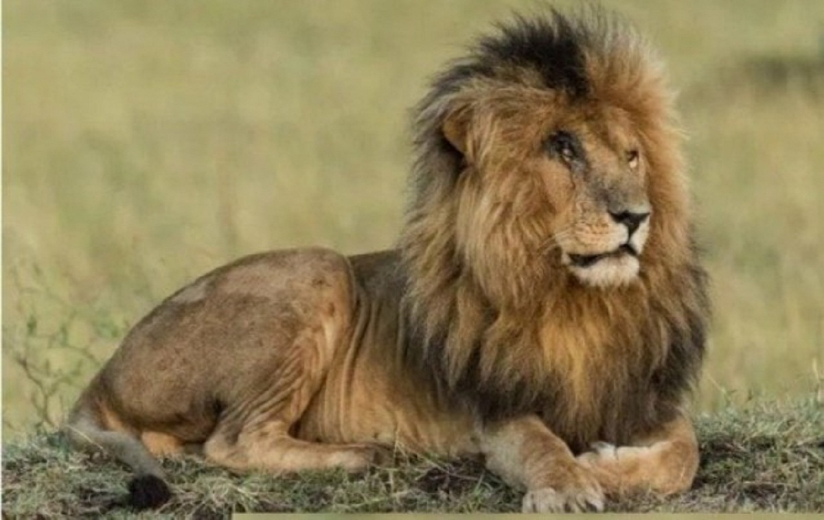 murió el león más famoso