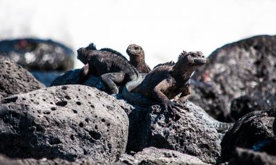 iguanas marinas de las Galápagos