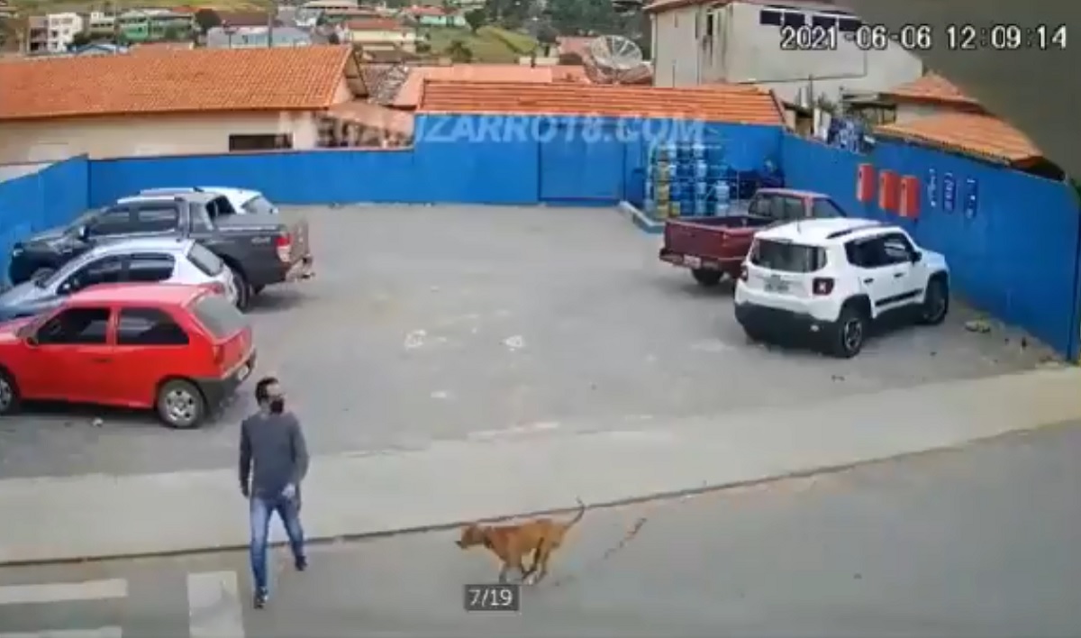 Video viral perro