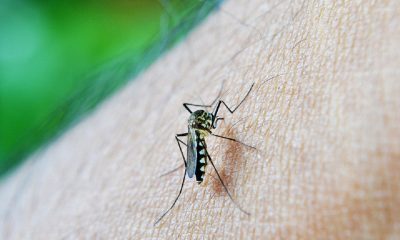 dengue hemorrágico en ecuador