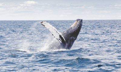 ballenas en Puerto López