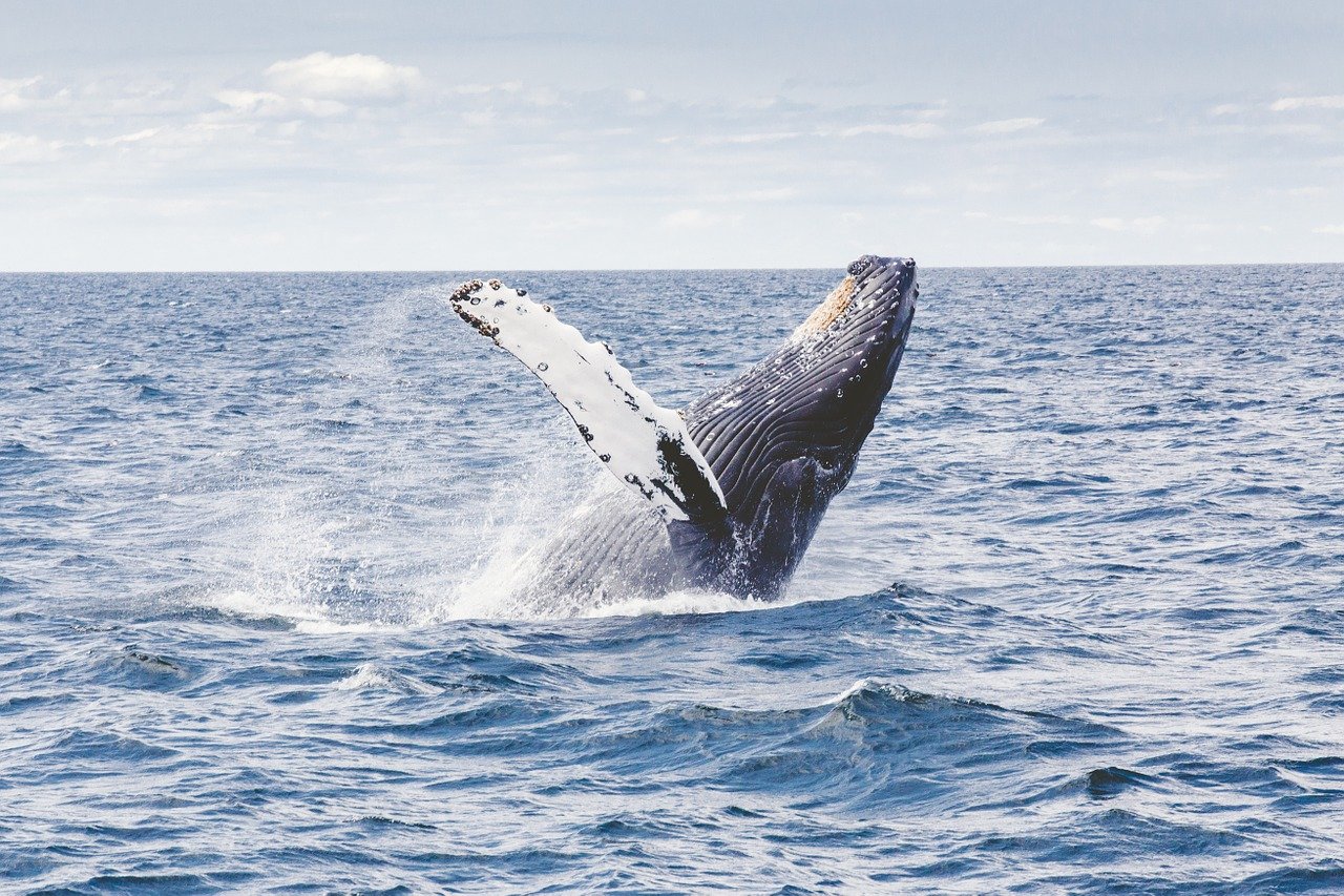 ballenas en Puerto López