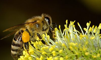 Abeja