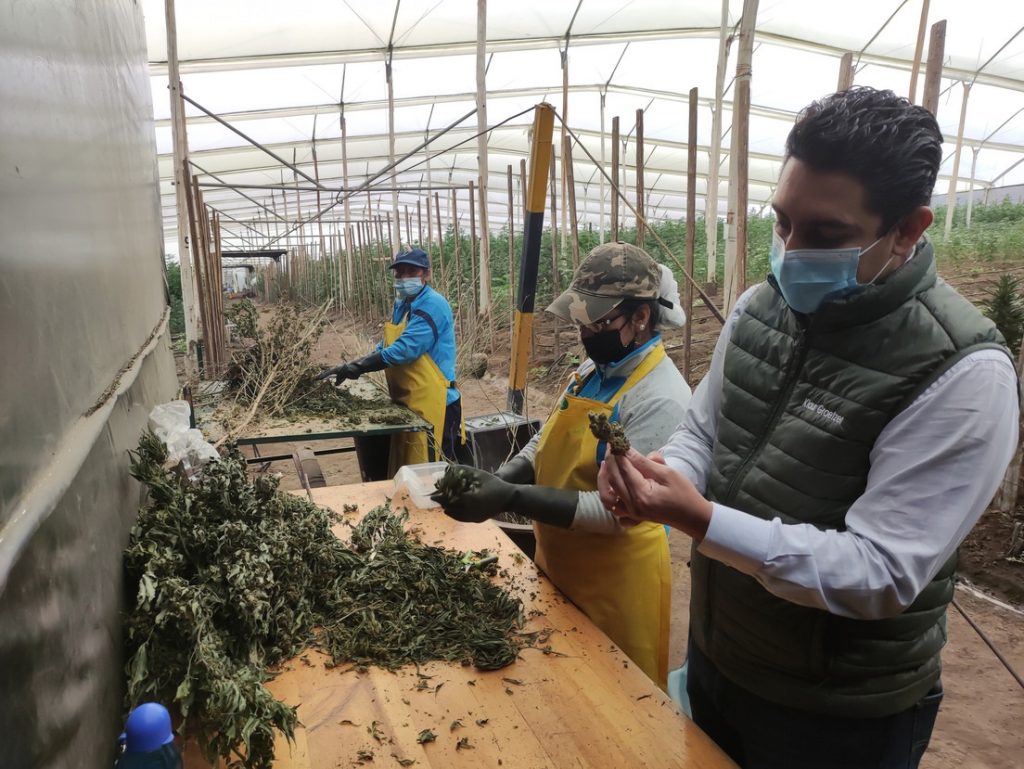 Primera Plantación Legal De Cannabis En Tabacundo, Al Norte De Ecuador