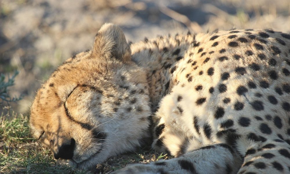 El leopardo más astuto, se hace el muerto para no ser cena de leones