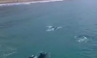 Delfines en Crucita