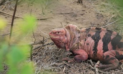 iguanas rosadas