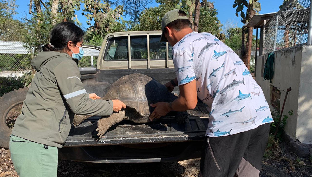 tortuga gigante