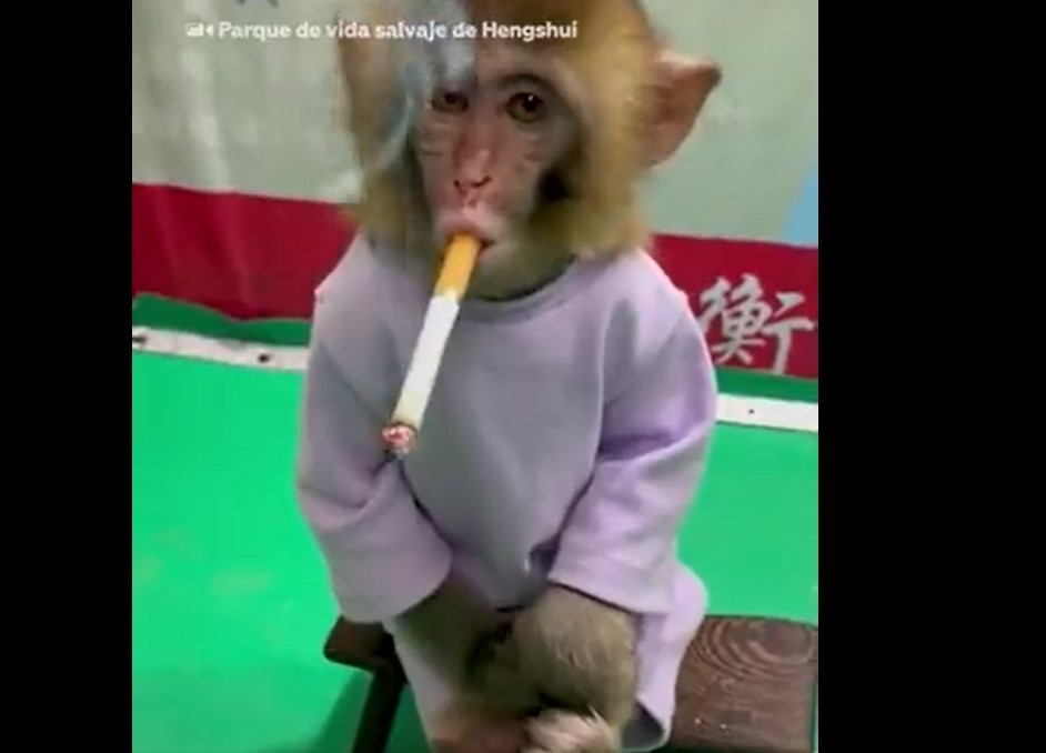 mono fumando