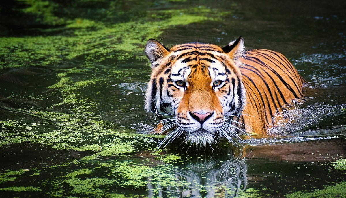 Cuándo inicia el Año Nuevo Chino 2022 y qué animal lo representará, Predicciones del Año del Tigre de agua, LUCES