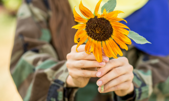 girasoles