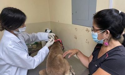 clínicas móviles veterinarias