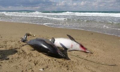 La guerra en Ucrania también está matando a los delfines