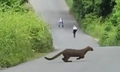 patinadores filman sin querer a un felino que se atravesó cuando grababan video en el bosque Cerro Blanco