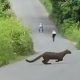 patinadores filman sin querer a un felino que se atravesó cuando grababan video en el bosque Cerro Blanco