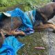 Abandonan a un perro dentro de un saco en una zona solitaria de Manabí