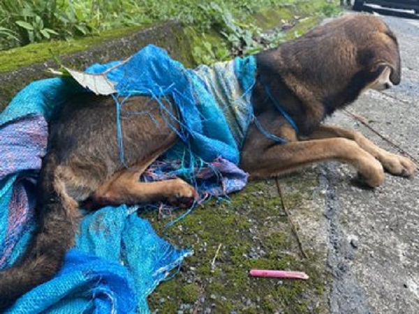 Abandonan a un perro dentro de un saco en una zona solitaria de Manabí