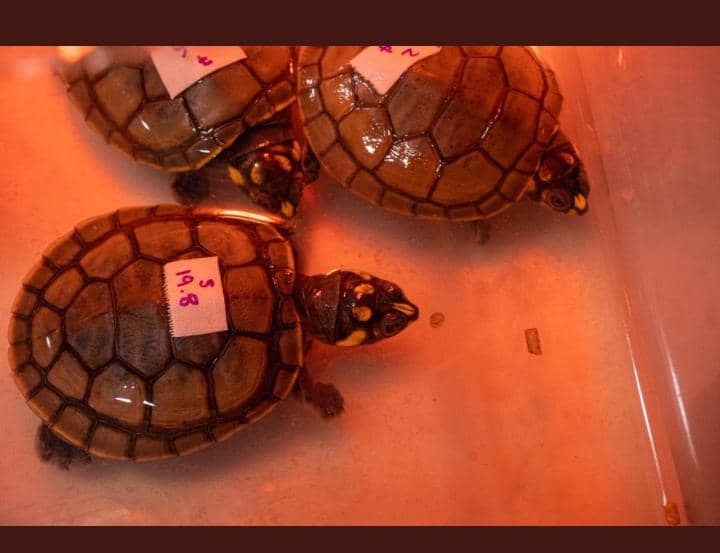 rescatan a siete tortugas bebé en sector El Ejido