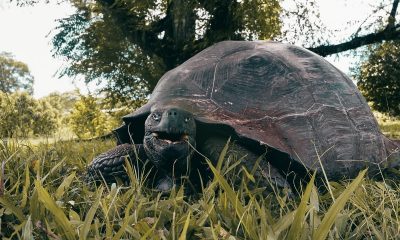 Tortuga gigante de galápagos