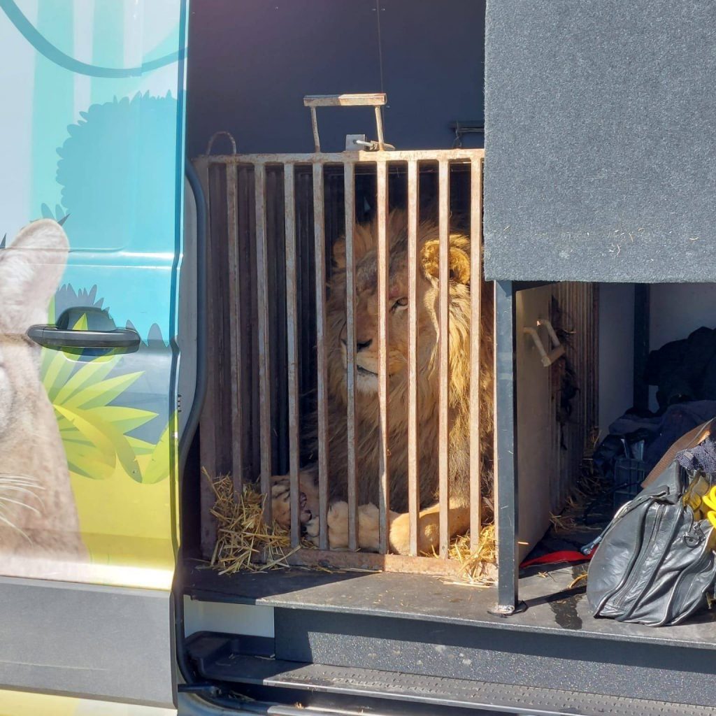 leones rescatados ucrania