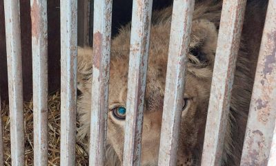 dos leones y tres tigres rescatados de la guerra en Ucrania