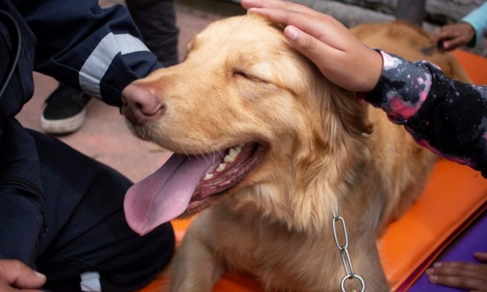 Todo Lo Que Debes Saber De La Canoterapia Y Como Se Practica En Quito