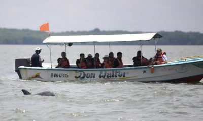 delfines costeros